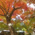 「燃えよ剣！」のロケが津山城（鶴山公園）であった。