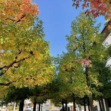 2021市役所前のモミジバフウ（紅葉葉楓）の紅葉