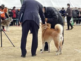 akitainu2021-17.jpg