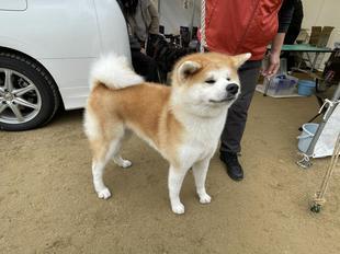 akitainu2021-2.jpg