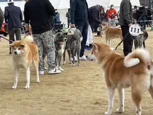 akitainu2021-20.jpg