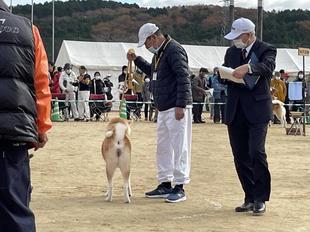 akitainu2021-22.jpg