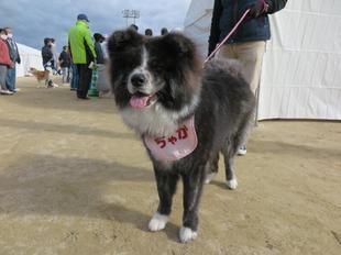 akitainu2021-26.jpg