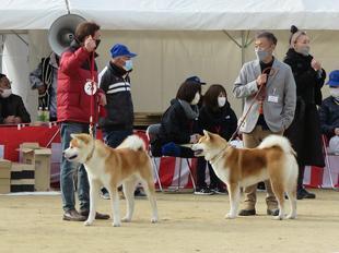 akitainu2021-27.jpg