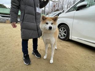 akitainu2021-3.jpg