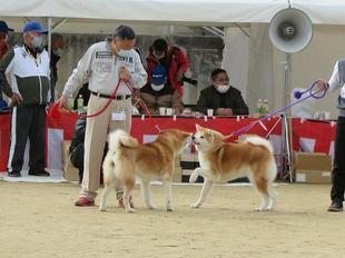 akitainu2021-30.jpg