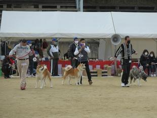 akitainu2021-32.jpg