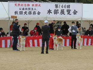 akitainu2021-35.jpg