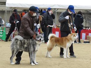 akitainu2021-38.jpg