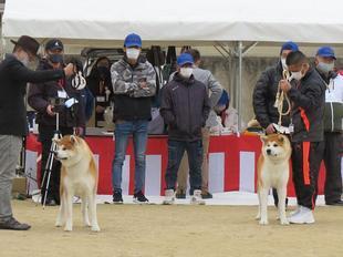 akitainu2021-39.jpg