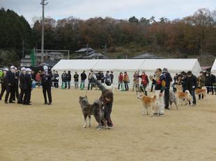 akitainu2021-41.jpg