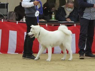 akitainu2021-42.jpg