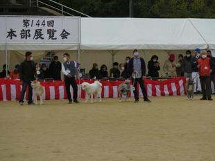 akitainu2021-44.jpg