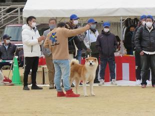 akitainu2021-45.jpg