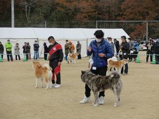 akitainu2021-47.jpg