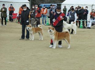 akitainu2021-48.jpg