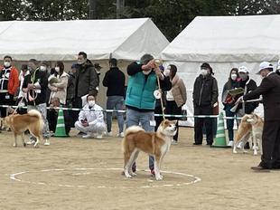 akitainu2021-9.jpg