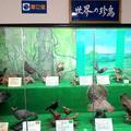つやま自然のふしぎ館「世界の珍鳥」