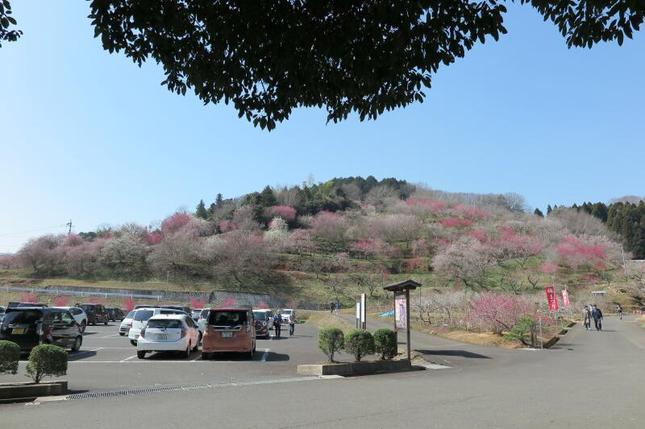 3-16umematsuri32.jpg