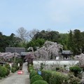 2022 千光寺のしだれ桜満開です。