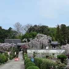 2022 千光寺のしだれ桜満開です。