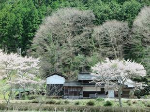 2022-4-16aba_sakura1.jpg