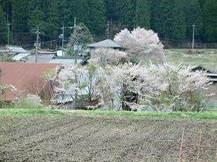 2022-4-16aba_sakura6.jpg