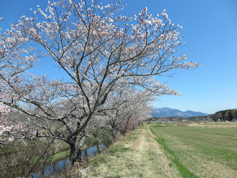 化石の川公園（勝央町） - 津山瓦版
