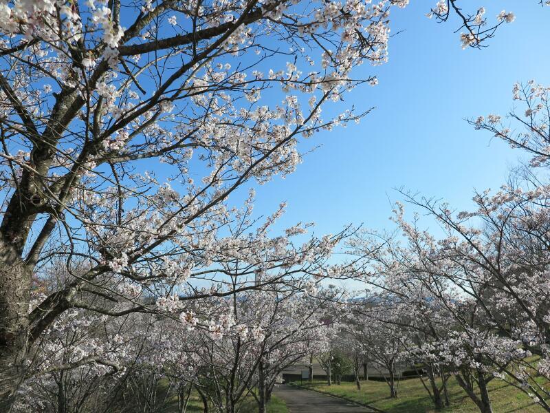 2022 勝北運動公園のさくら満開 - 津山瓦版