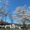 2022 勝北運動公園のさくら満開