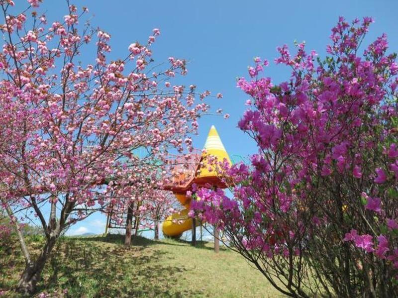ツツジ＆さくらのコラボが美しい公園 - 津山瓦版