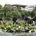 目指せ！衆楽園をモネの池に大作戦！