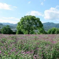 グリンヒルズの花畑