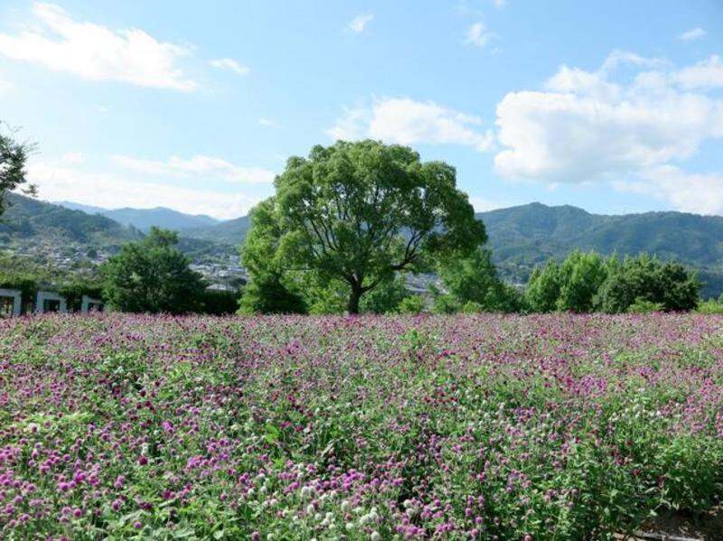 グリンヒルズの花畑 - 津山瓦版