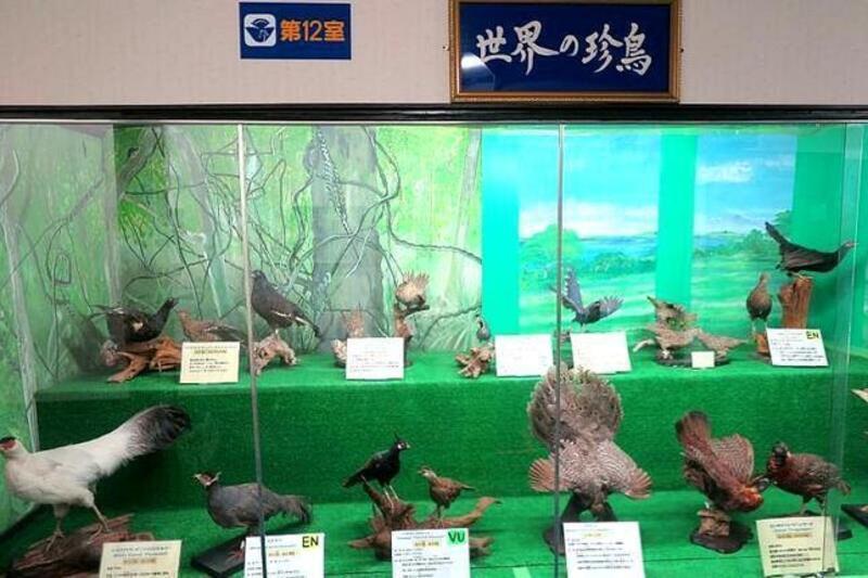 202shizen-tori1-thumb-645xauto