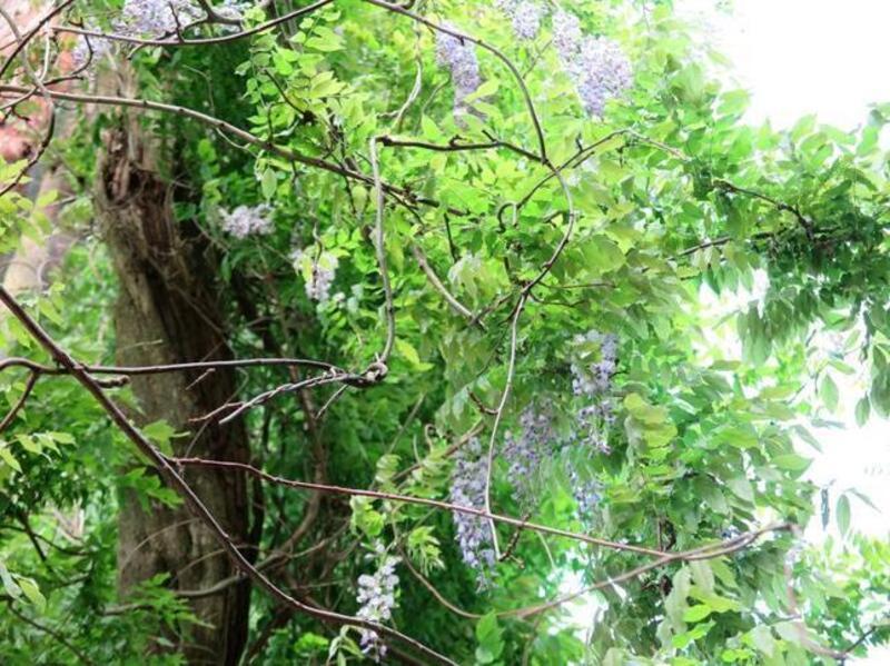 chiwa1-3-thumb-645xauto-230462