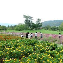 グリーンヒルズ津山でセンニチコウの摘み取り体験