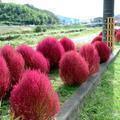 コキアのある風景（平福）