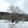 岡山県指定天然記念物「尾所の桜」枝の折損