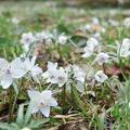 セツブンソウの花が咲いています。