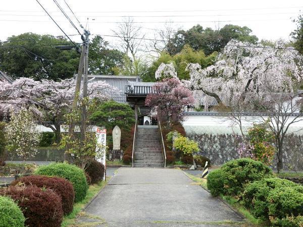 2023千光寺のしだれ桜
