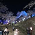 2023  津山城（鶴山公園）の夜桜