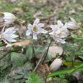 アズマイチゲの花（東一華）