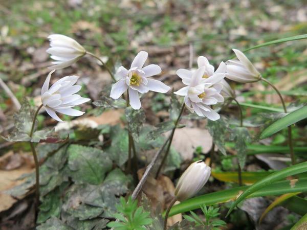 アズマイチゲの花（東一華）