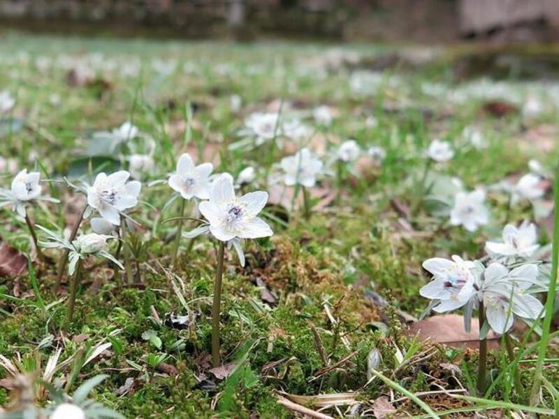 セツブンソウの花が咲いています。 - 津山瓦版