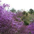 勝北総合スポーツ公園のツツジ