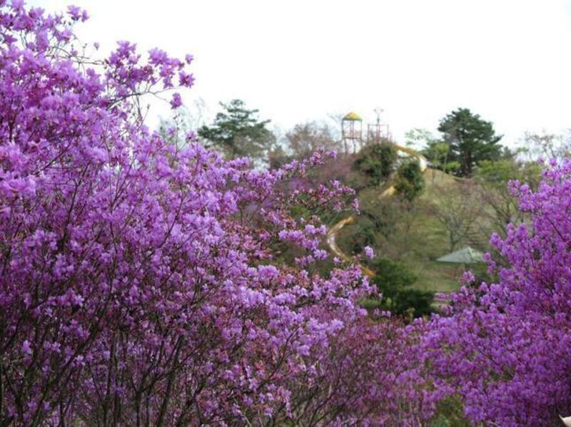 勝北総合スポーツ公園のツツジ - 津山瓦版