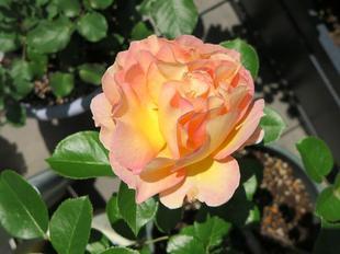 2023-5-12ashidabara19.jpg