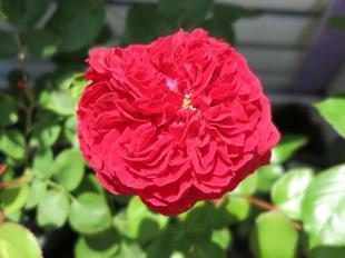 2023-5-12ashidabara27.jpg