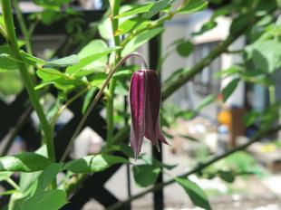 2023-5-12ashidabara43.jpg